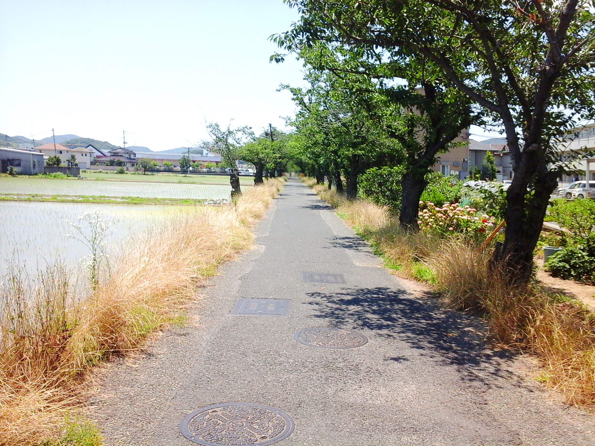 「茶屋町の桜並木」1