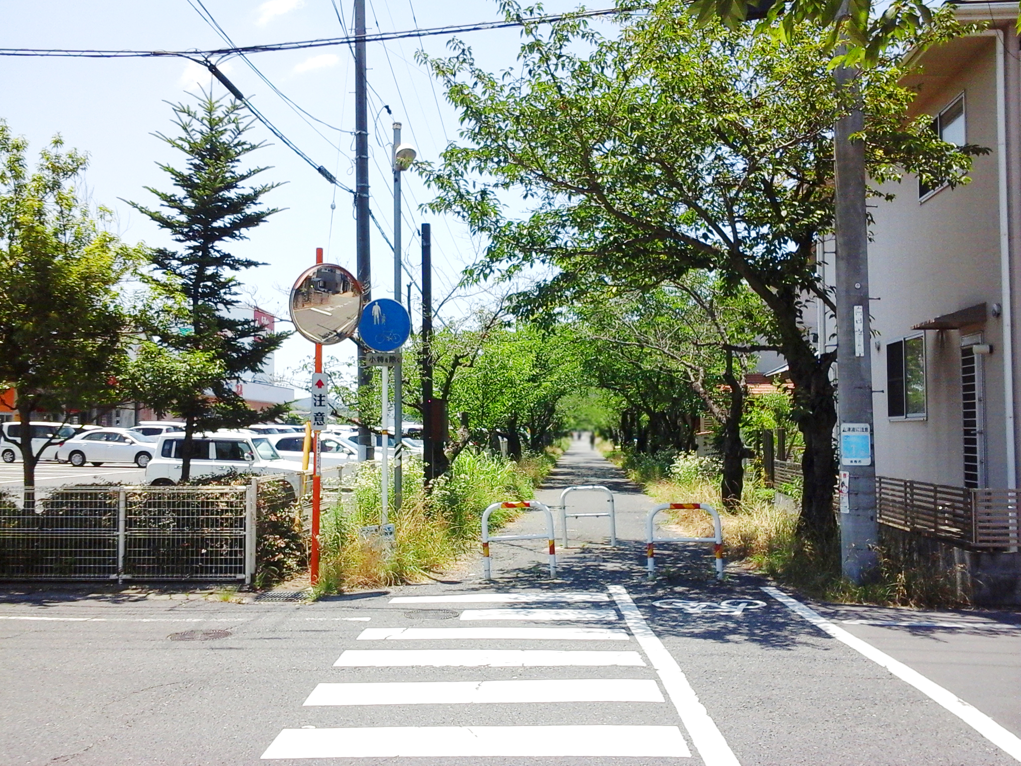 「茶屋町の桜並木」横断歩道