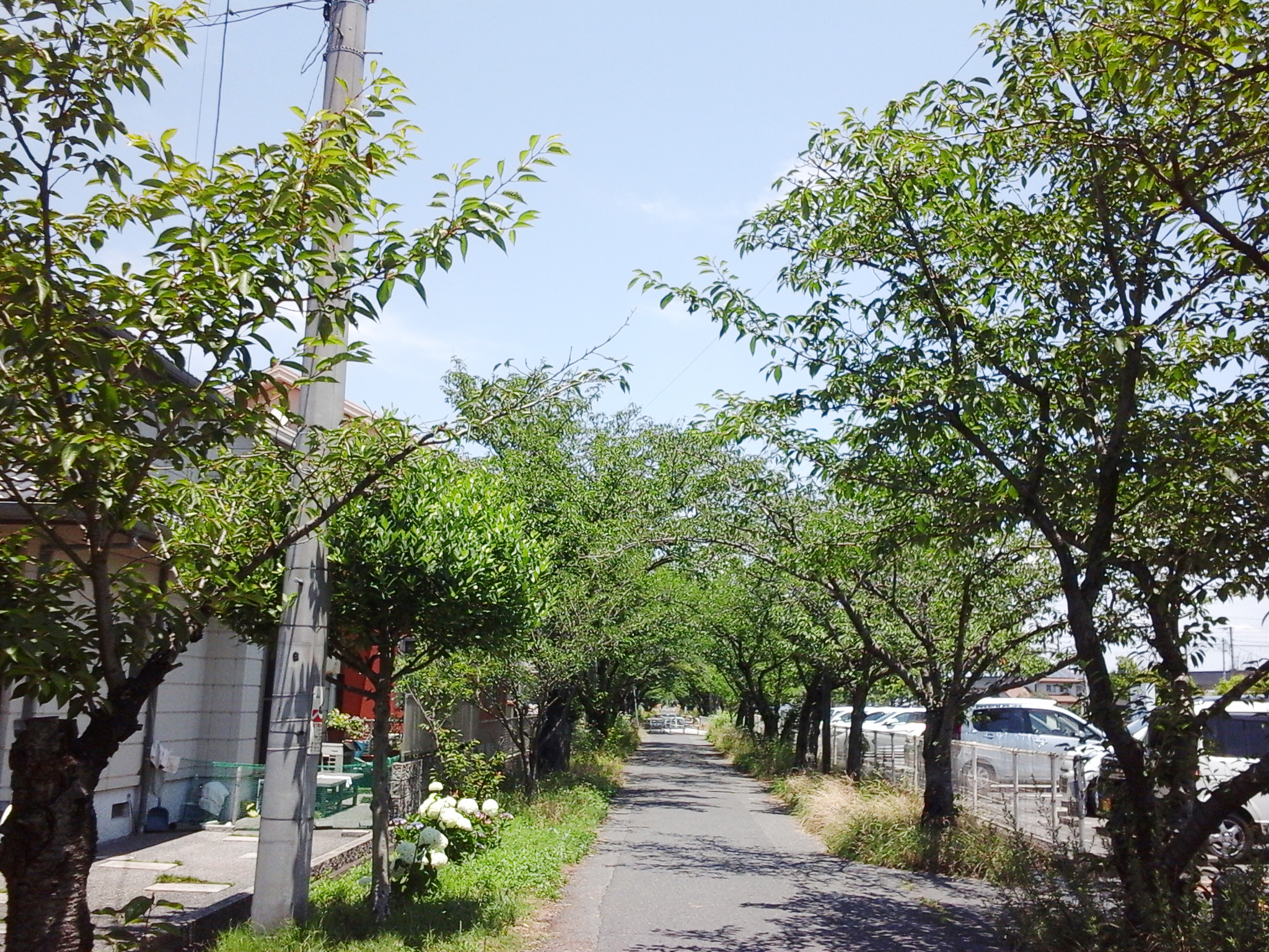 「茶屋町の桜並木」2