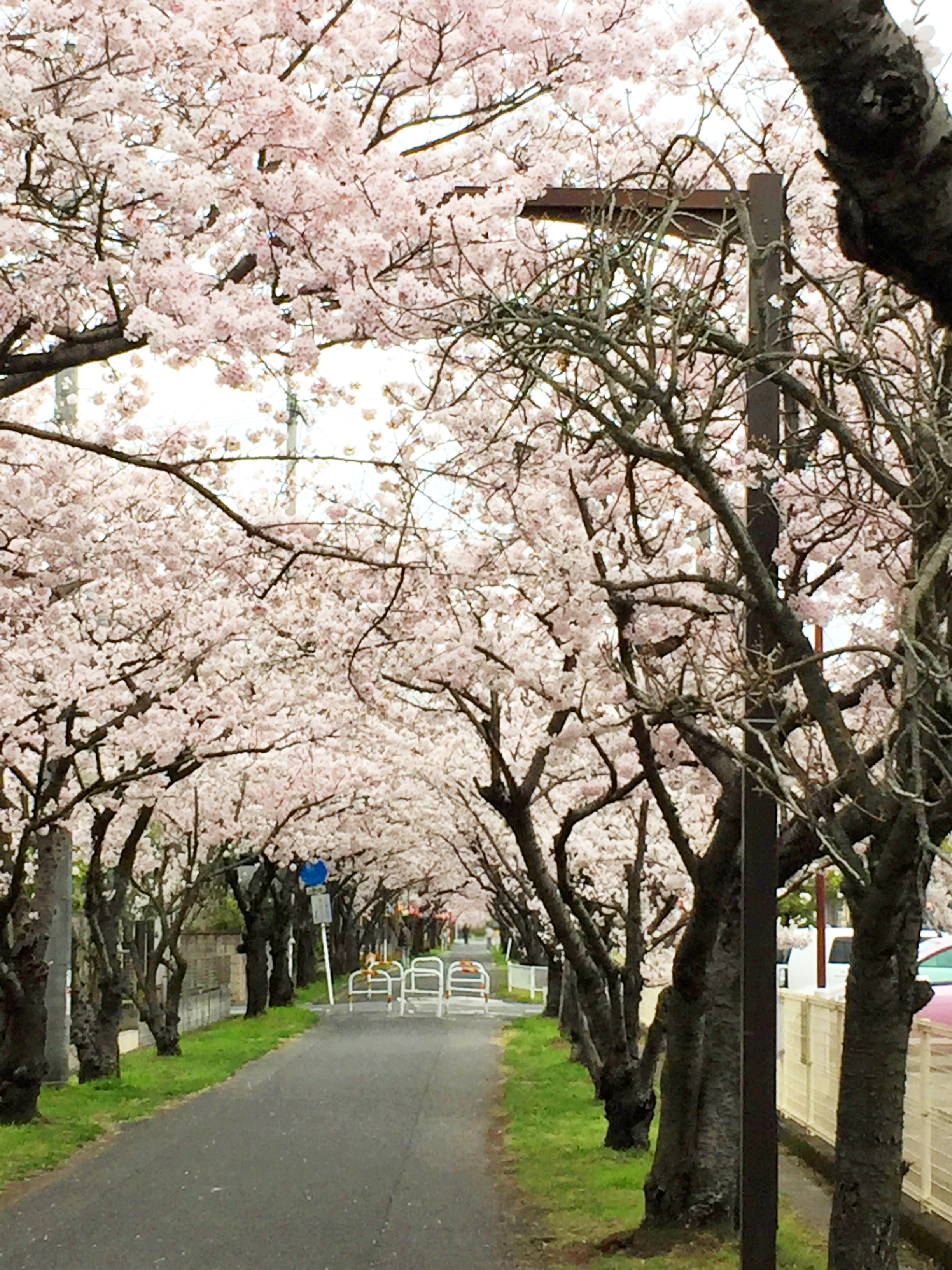 茶屋町の桜並木」4