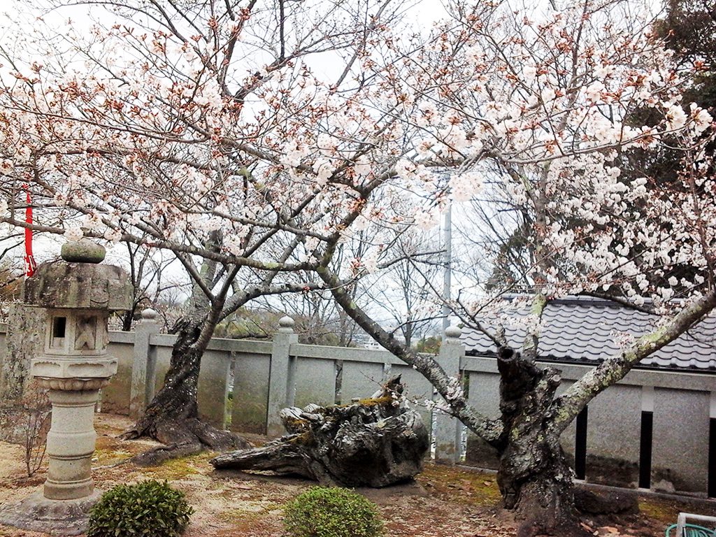 開花した桜