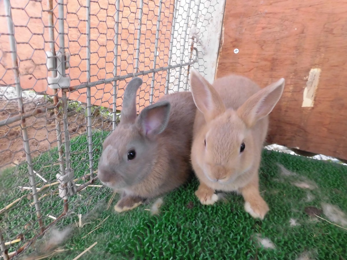 【プレステージ城東】ふれあい移動動物園がやって来る！！