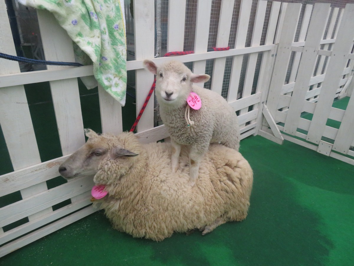 【プレステージ城東】ふれあい移動動物園がやって来る！！